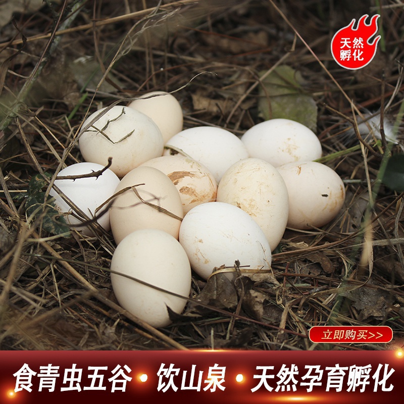 烏雞蛋